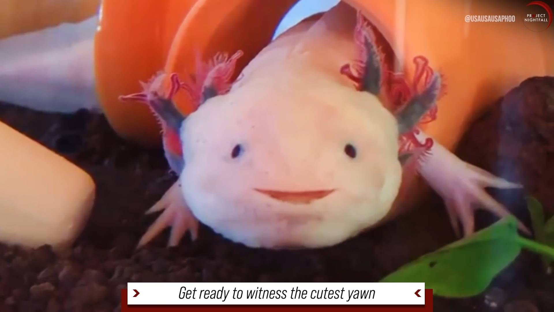 Are these magical water creatures even real?